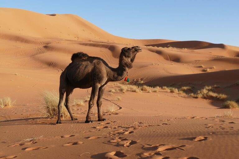 Exploring Desert Landscapes