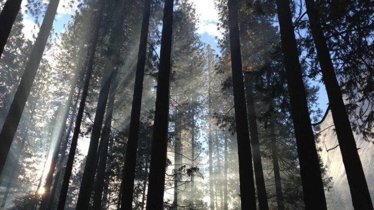 How To Deposit Using Https Cricbet99 Club M Link?